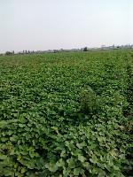 紅薯苗批發(fā)與代理 薯類銷售市場(chǎng)的前景與策略