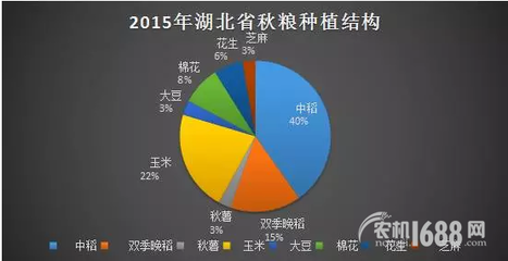 夏糧豐收后，秋糧種植新選擇 薯類作物的市場(chǎng)機(jī)遇與銷售策略