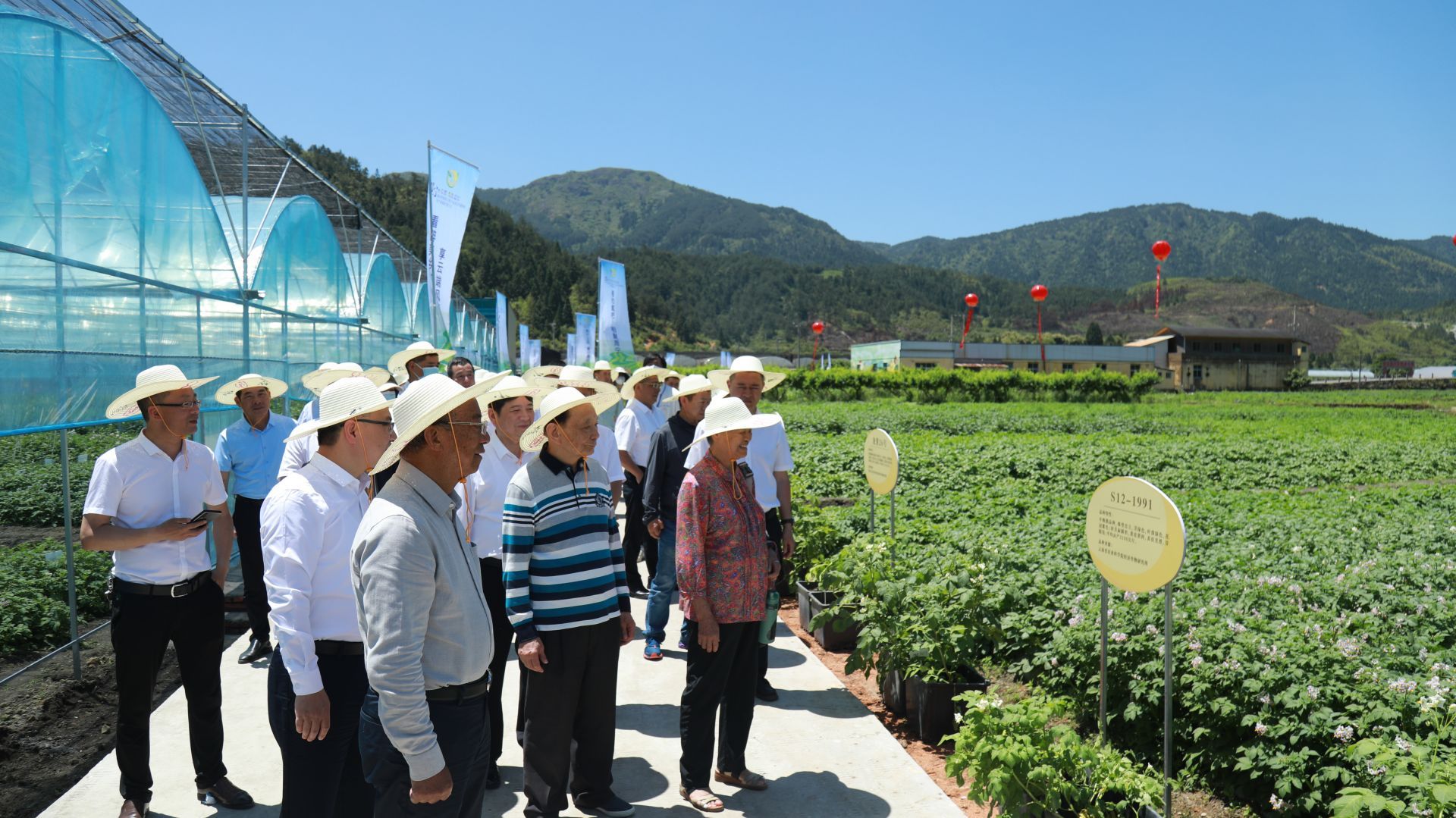 周寧土豆花盛放 薯類產(chǎn)業(yè)繪就富民新畫卷
